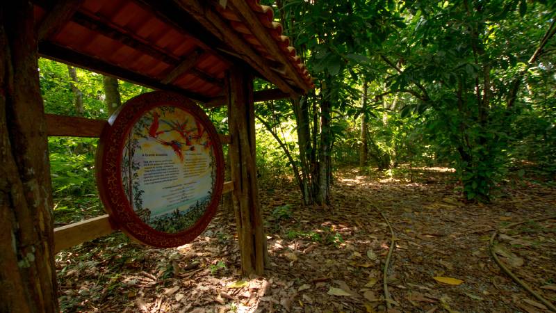 Conheça a Floresta Nacional dos Tapajós